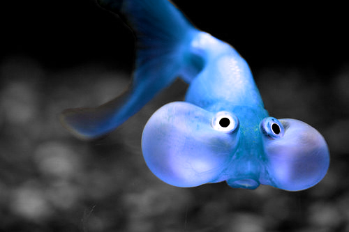 Blue-Fish